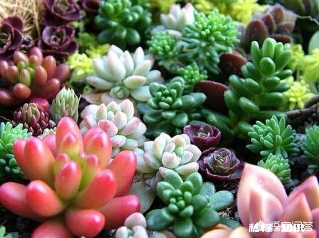 如何快速的培养出更多的多肉