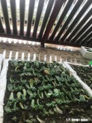 如何快速的培养出更多的多肉