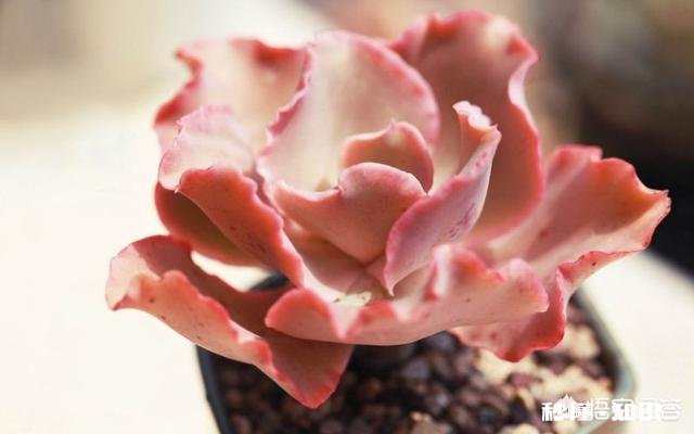 如何快速的培养出更多的多肉