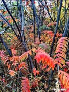 酒后断片，是真的吗，你们断片后第二天有人提醒还会想起吗，为什么