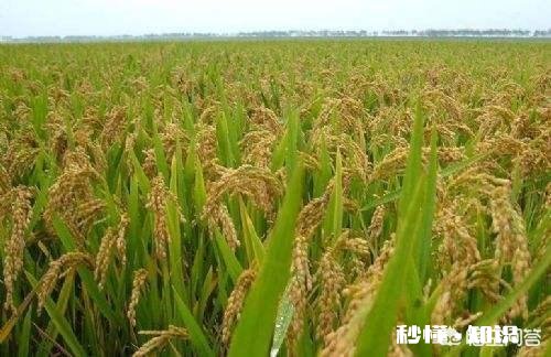 2019年稻谷市场的发展会如何