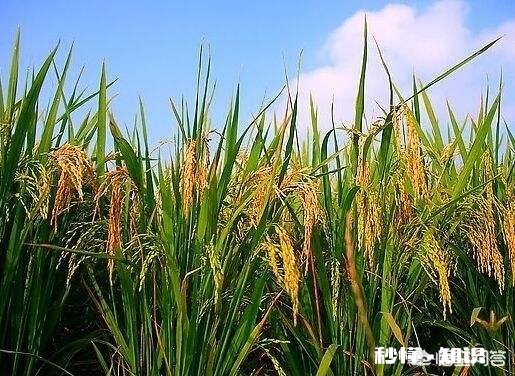 2019年稻谷市场的发展会如何