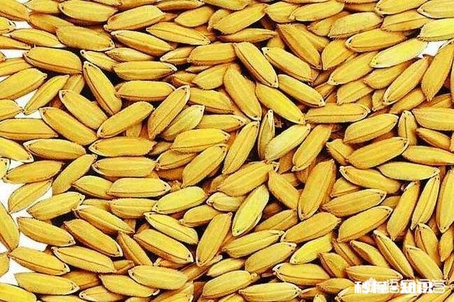 2019年稻谷市场的发展会如何