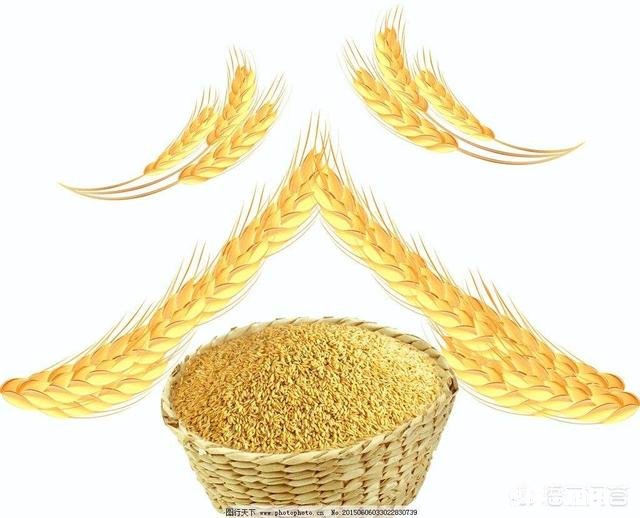 2019年稻谷市场的发展会如何