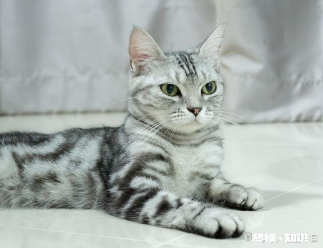 家里养猫,84消毒剂多久用一次