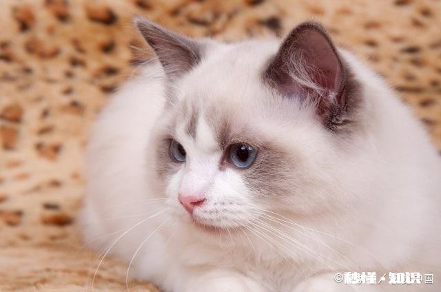 家里养猫,84消毒剂多久用一次