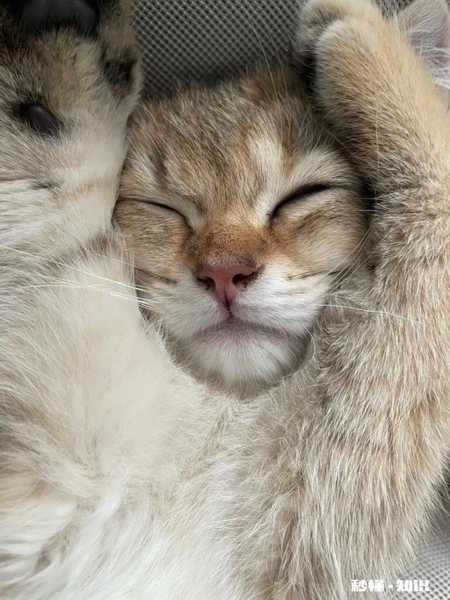 家里养猫,84消毒剂多久用一次