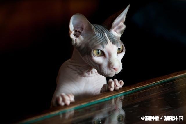 家里养猫,84消毒剂多久用一次