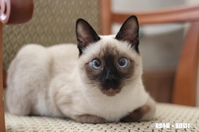 家里养猫,84消毒剂多久用一次