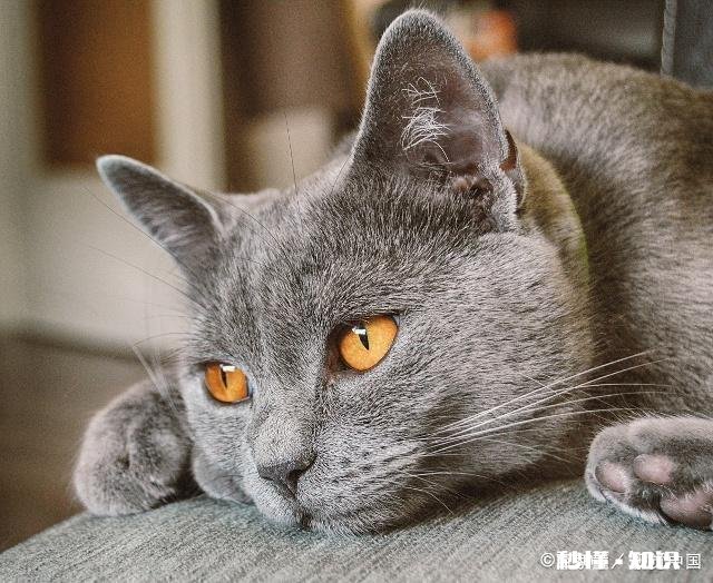 家里养猫,84消毒剂多久用一次