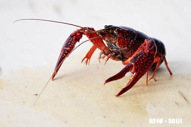 小龙虾精养池冬季该怎么进行管理才能保证明年出早虾出大虾