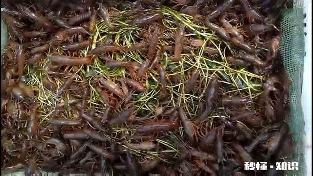 小龙虾精养池冬季该怎么进行管理才能保证明年出早虾出大虾