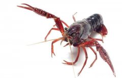 小龙虾精养池冬季该怎么进行管理才能保证明年出早虾出大虾