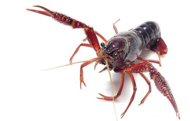 小龙虾精养池冬季该怎么进行管理才能保证明年出早虾出大虾