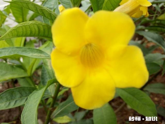 明知道要异地还要不要表白