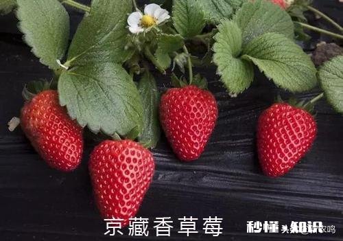 日光温室草莓种植都有哪些优良品种有哪些特性