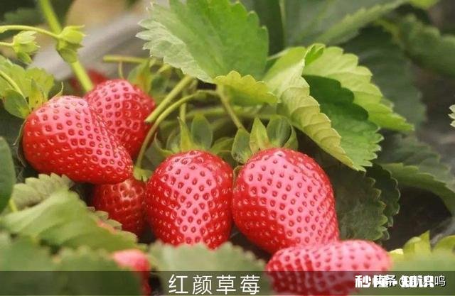 日光温室草莓种植都有哪些优良品种有哪些特性