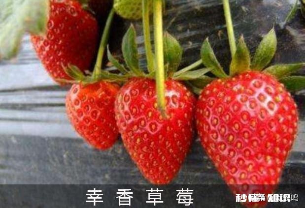 日光温室草莓种植都有哪些优良品种有哪些特性