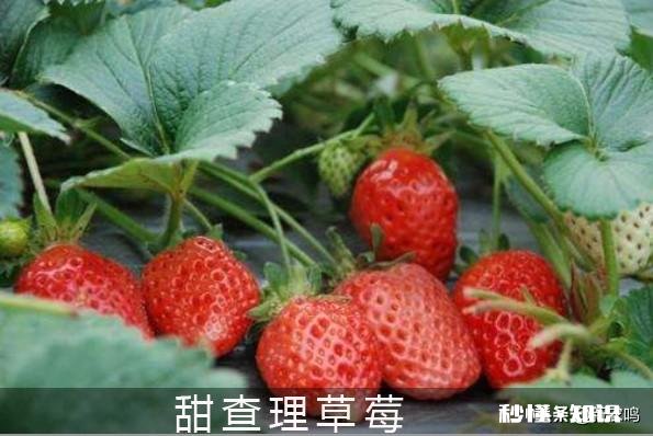 日光温室草莓种植都有哪些优良品种有哪些特性