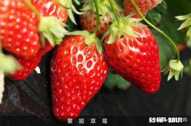日光温室草莓种植都有哪些优良品种有哪些特性