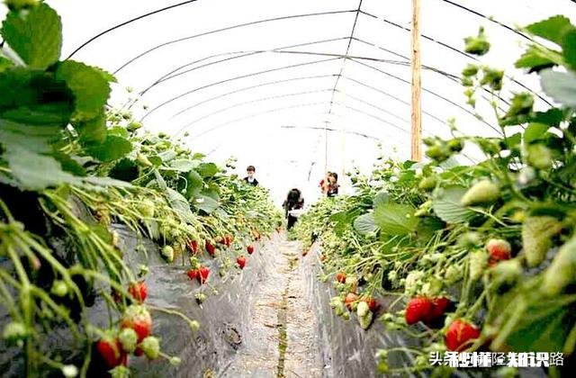 日光温室草莓种植都有哪些优良品种有哪些特性