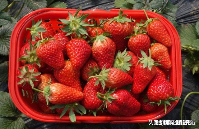 日光温室草莓种植都有哪些优良品种有哪些特性