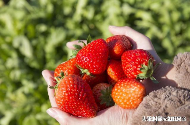 日光温室草莓种植都有哪些优良品种有哪些特性