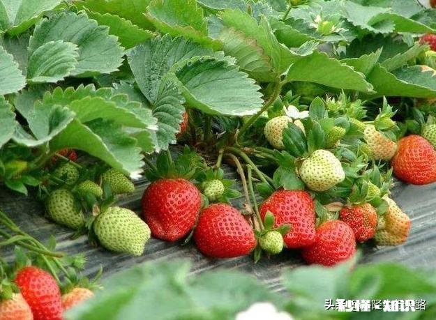 日光温室草莓种植都有哪些优良品种有哪些特性