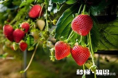 日光温室草莓种植都有哪些优良品种有哪些特性