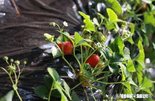 日光温室草莓种植都有哪些优良品种有哪些特性