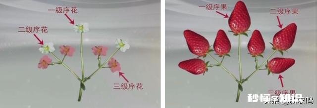 日光温室草莓种植都有哪些优良品种有哪些特性