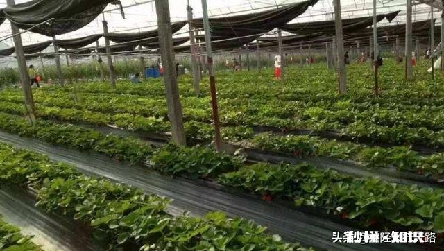 日光温室草莓种植都有哪些优良品种有哪些特性