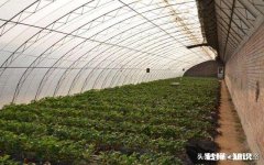 日光温室草莓种植都有哪些优良品种有哪些特性