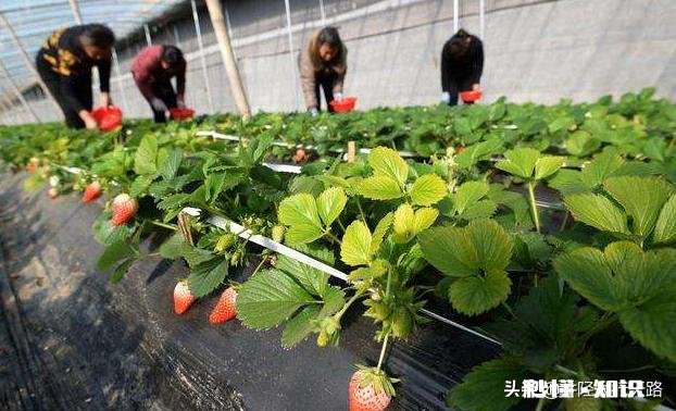 日光温室草莓种植都有哪些优良品种有哪些特性