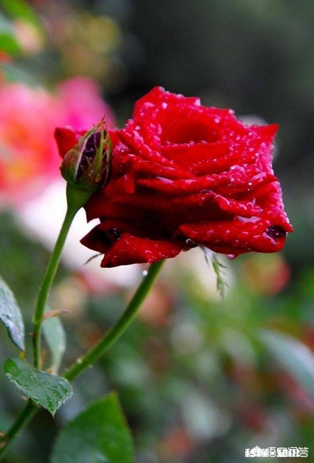 四月初栽种月季苗,大棚上还需要遮阳网吗,有哪些建议