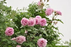 四月初栽种月季苗，大棚上还需要遮阳网吗，有哪些建议