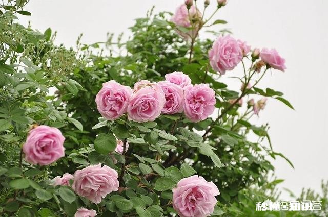 四月初栽种月季苗,大棚上还需要遮阳网吗,有哪些建议