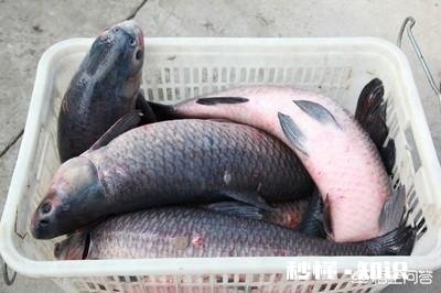 螺蛳青烂鳃肝细胞病变用什么药物