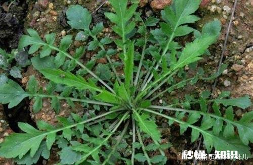 请问野生野菜有多少种