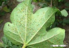 如何应对棉花偏旺和早衰现象