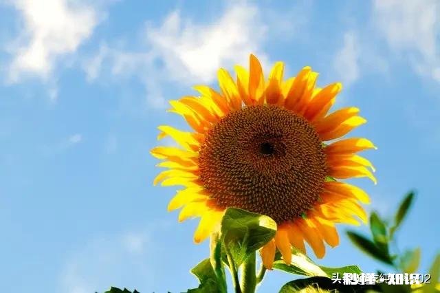 我天天更新视频，为何一直不涨粉，求解