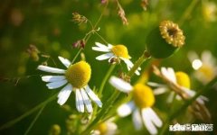 有哪句台词或者句子很平淡，但是让人感觉很悲伤