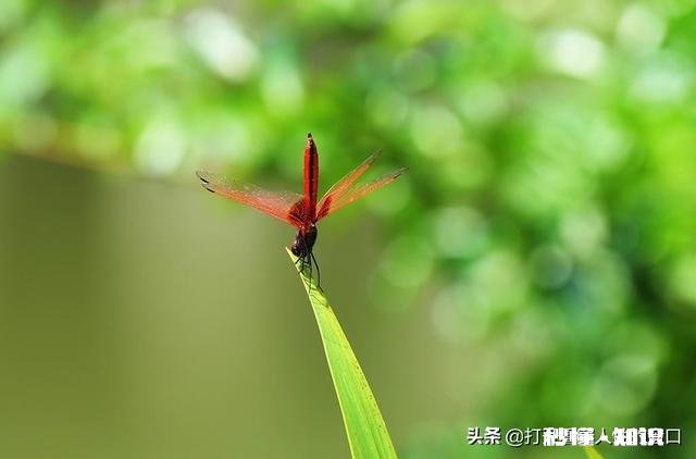 结构性存款为什么有两个利率