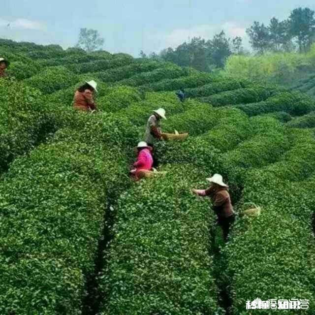 你觉得信阳毛尖怎么样呢