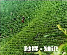 你觉得信阳毛尖怎么样呢