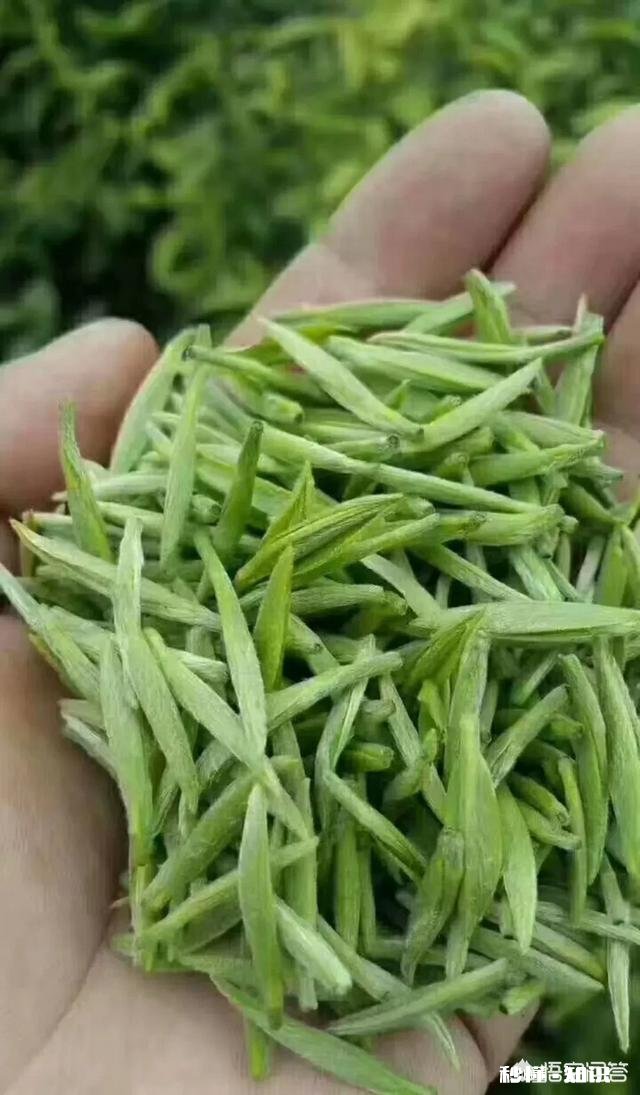 你觉得信阳毛尖怎么样呢