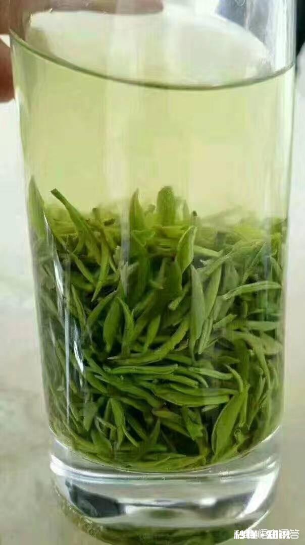 你觉得信阳毛尖怎么样呢