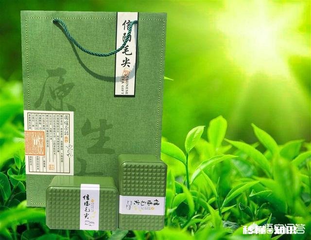 你觉得信阳毛尖怎么样呢