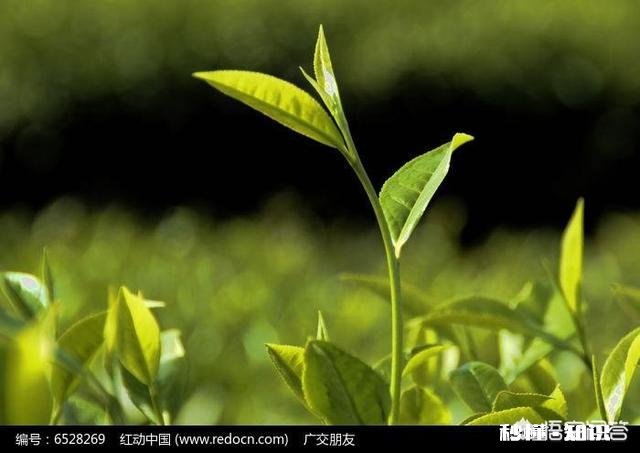 你觉得信阳毛尖怎么样呢