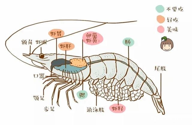 虾背里的虾线，是不是脏东西能吃吗